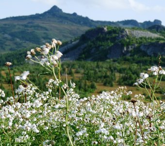 Белоснежные цветы в горах