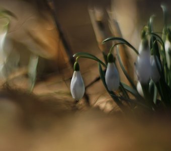 Первые нежные вестники весны.