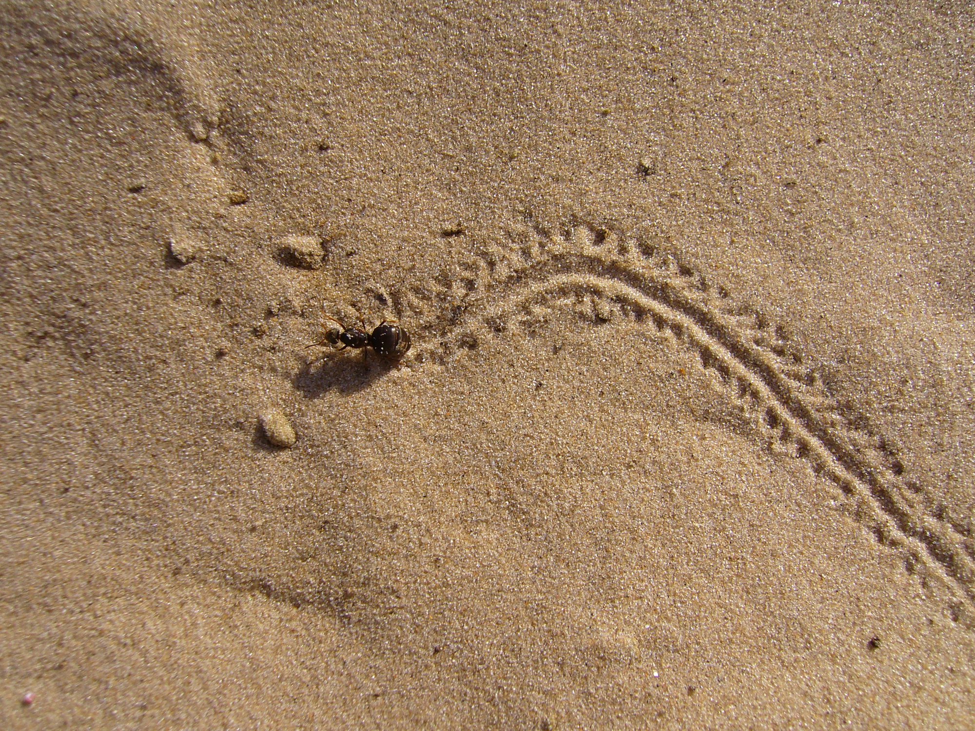 Следы на потерпевшем. Песчаная многоножка. Следы змей на песке. След змеи. Следы насекомых.