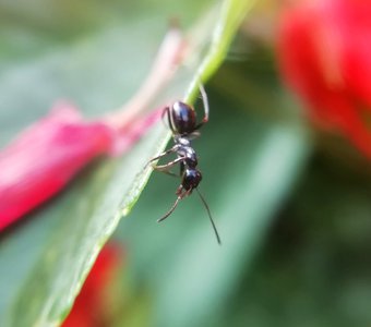 Любопытный малый