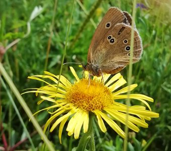 Забайкальские красавицы