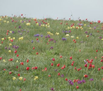Пестрый ковер