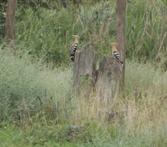 Красивая пара