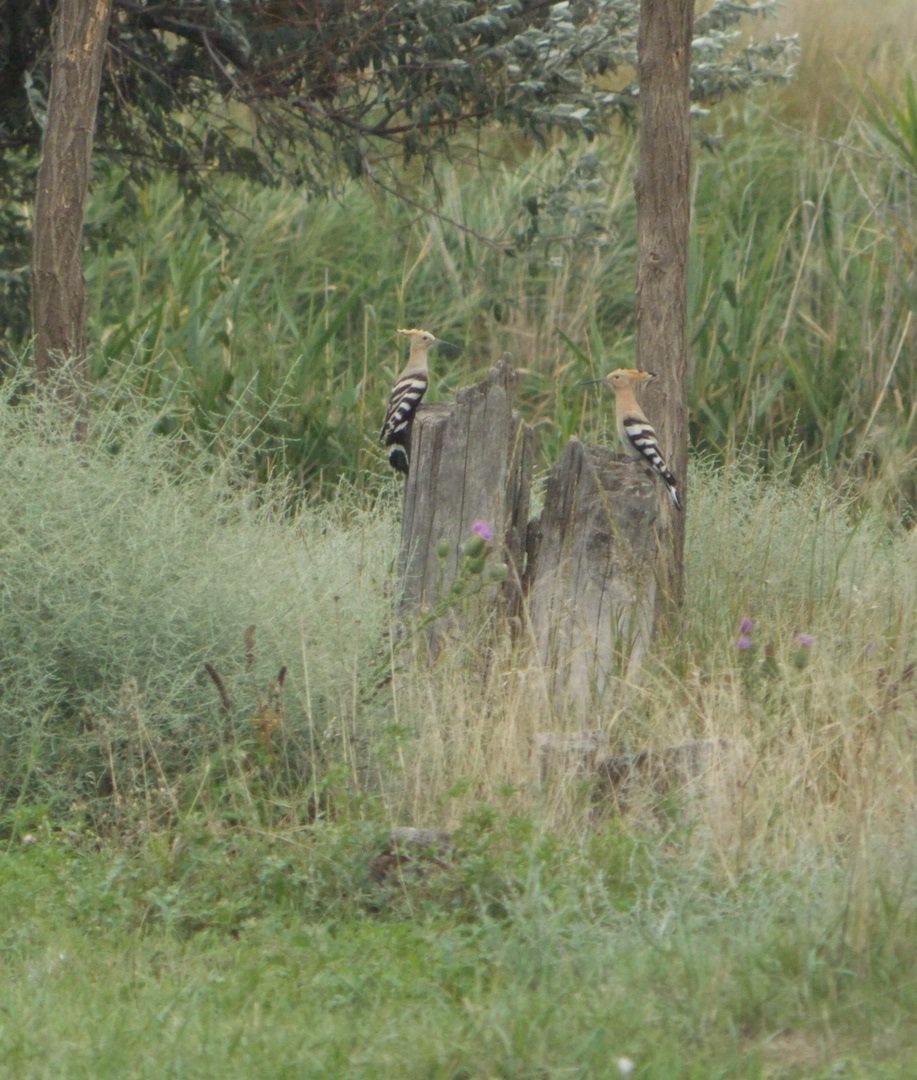 Красивая пара