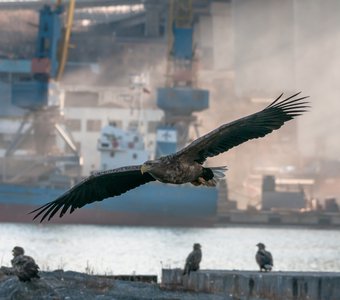 "в лучах заката"