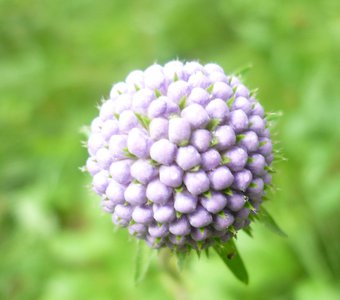 Фиолетовый шарик