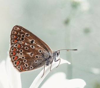 Бабочка из семейства Голубянки