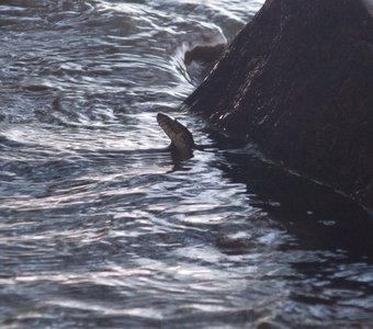 Как обстановка?