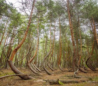 Танцующий лес, Рязанская область