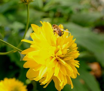 Неугомонная труженица