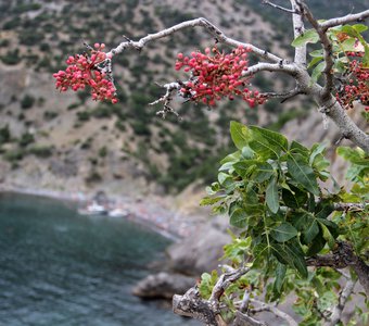 Крым, царский пляж, Новый Свет