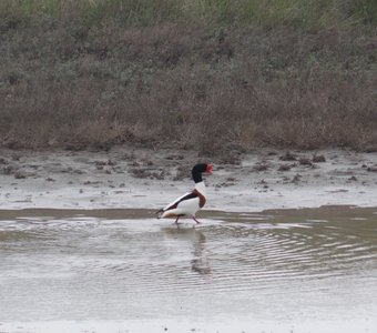 Во всей красе