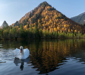 Белый лебедь на сказочном озере