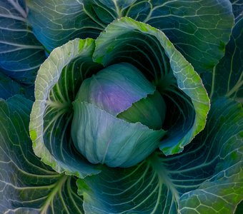 Капустное очарование