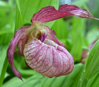 Cypripedium × ventricosum