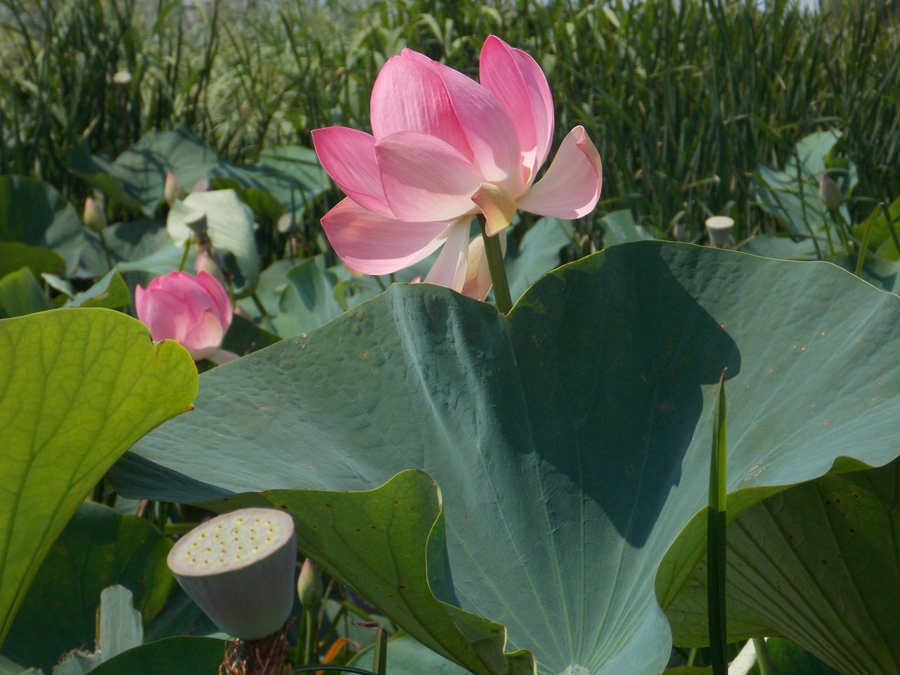 Священный цветок