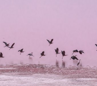 Серые цапли на розовом озере