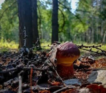 Маленькое окровище хвойного леса