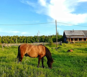 По дороге домой