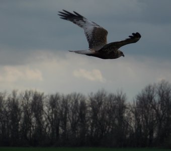Низкий полет