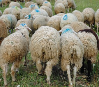 Животные Дагестана.