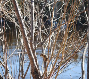 Первый весенний гость