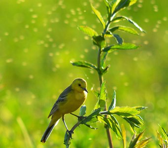 Желто-зеленый