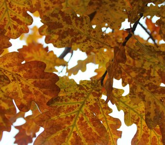 Осенние листья дуба. Осень - это яркие краски!