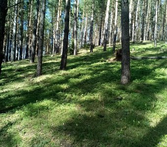 сосновая роща