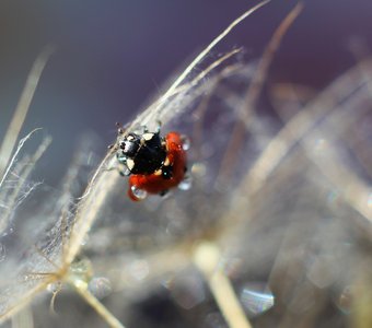 Прогулка после дождя