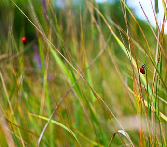 Жучки готовятся к осени
