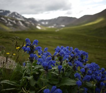 Змееголовник