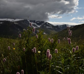 Горец и комарики