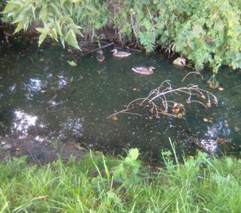 утиная семейка