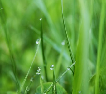 Утренняя роса