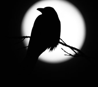 Ворона и луна