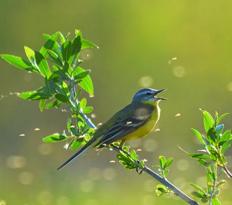 Среди миллиарда насекомых