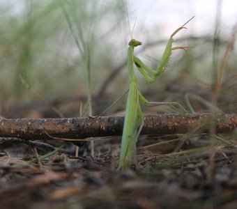 Богомол охотится