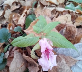 Не уходи лето