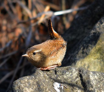 хозяин ручья