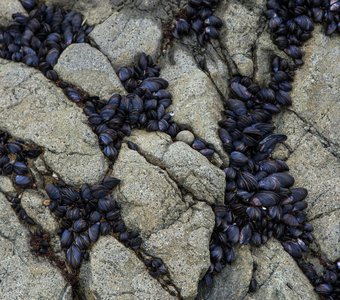 Инкрустация мидиями