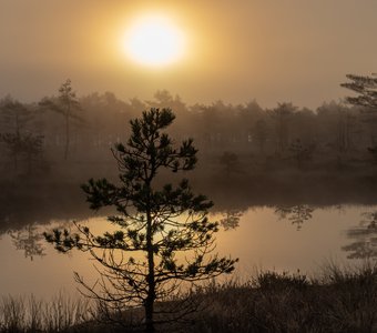 Туманное утро на болоте