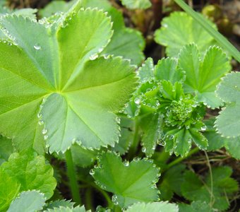 Капельки росы