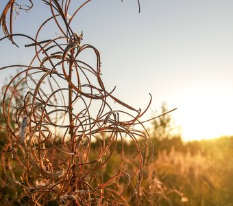 Красота в сухом