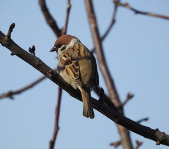 Долгожданная весна