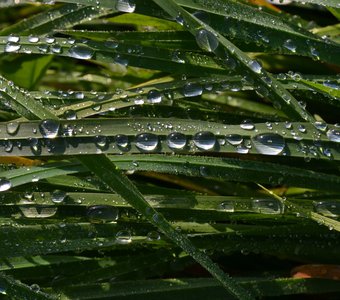 Осенняя роса.