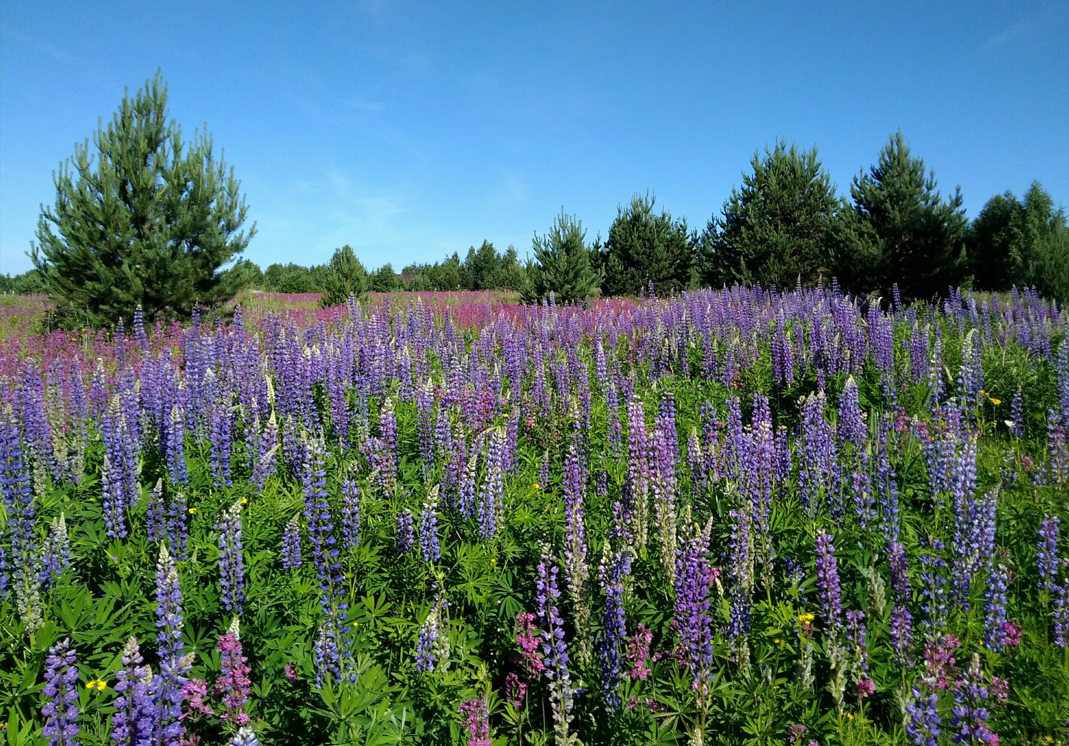 Дуэт цветов