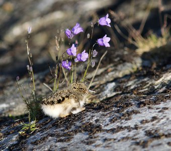Букет для мамы