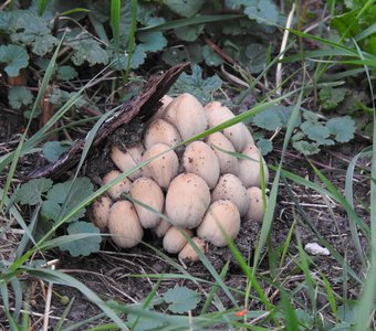 Стойкие солдатики