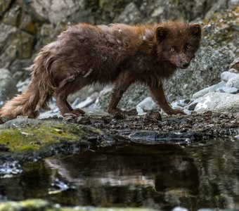 Голубой песец